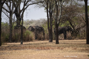 Serengeti-Elefanten
